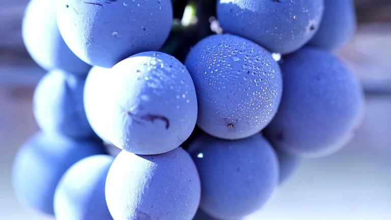 Bodega Cooperativa de Castalla – EL VI (un any entre vinyes)