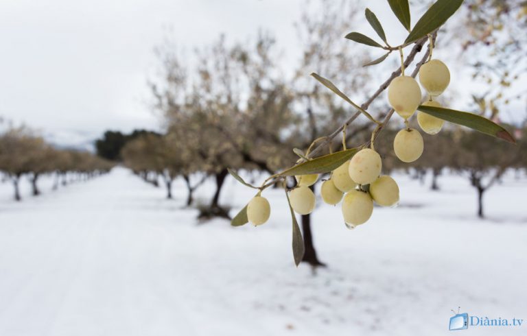 Bodega Cooperativa de Castalla – L’OLI (un any entre oliveres)