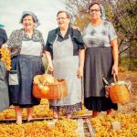 Montitxelvo celebra la cinquena edició de la Festa de l'Escaldà de raïm 'La Pansa'