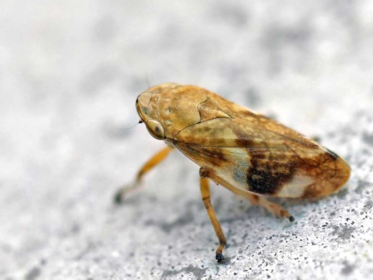 Aranyes i agricultura ecològica per combatre la <i>Xylella Fastidiosa</i>