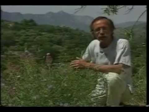 Joan Pellicer ens descobreix les plantes de la Vall de Gallinera