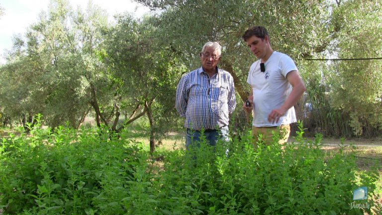 Herbero Diànic(2) – Te de Roca i Tarogina o Melissa