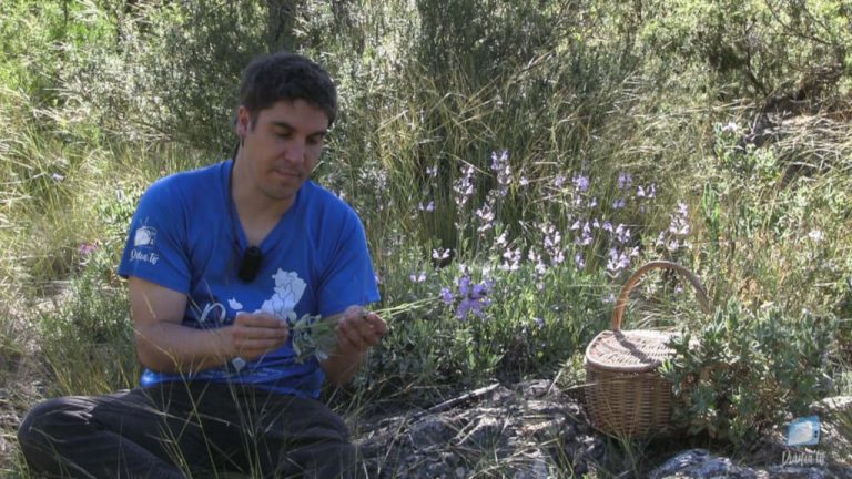 Herbero Diànic (3) – Orella de Llebre, Santònica i Sàlvia