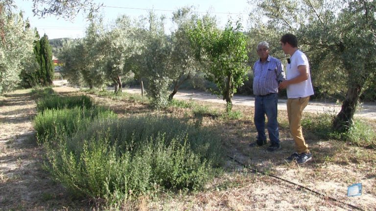 Herbero Diànic (4) –  Camamil·la, Orenga i Timó Mascle
