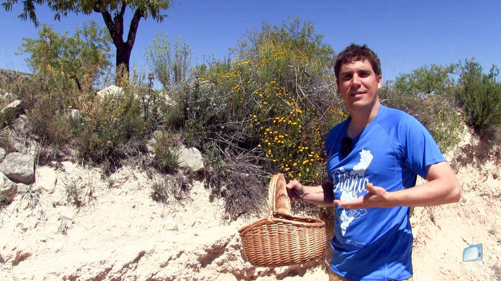 Herbero Diànic (4) – Camamil·la, Orenga i Timó Mascle